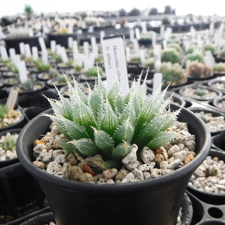 Haworthia albans n. n. RIB0076