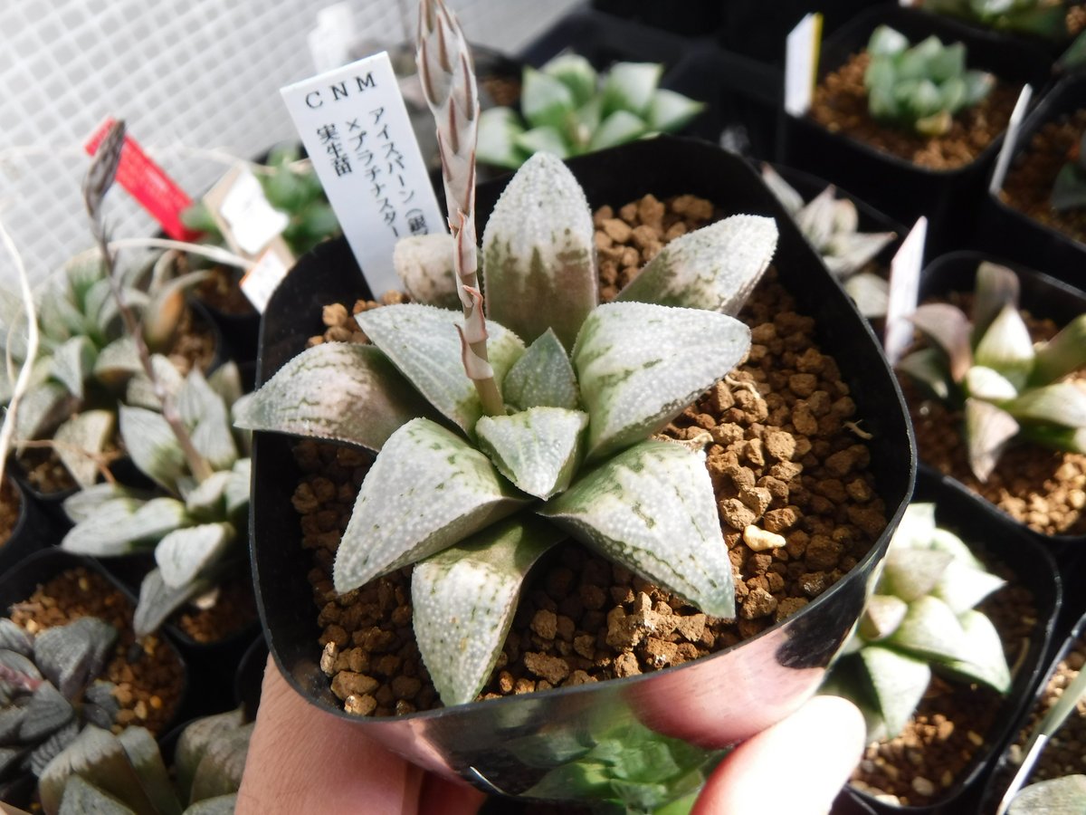 Haworthia Revisited ハオルチア 洋書 Amazon | Haworthia