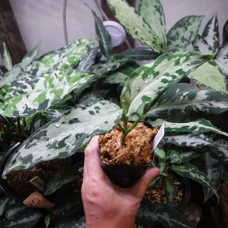 アグラオネマピクタム 【LA1115-01T】 Aglaonema pictum [LA0815-z-p-24] | M・R・G・R