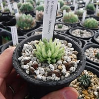 Haworthia herbacea GM563(G. P. )