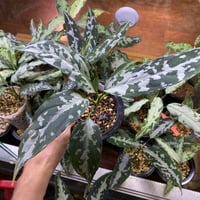 Aglaonema pictum argentum Stiria+1 Aceh, Sumate