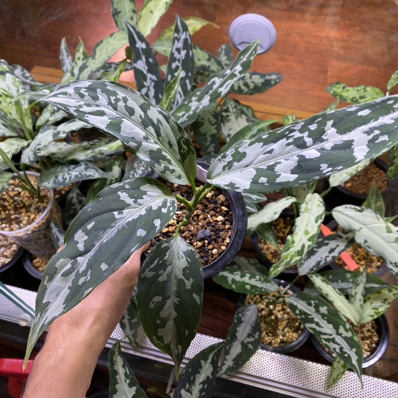 LA便アグラオネマ Aglaonema pictum tricolor【LA1117-04j】BB購入株の