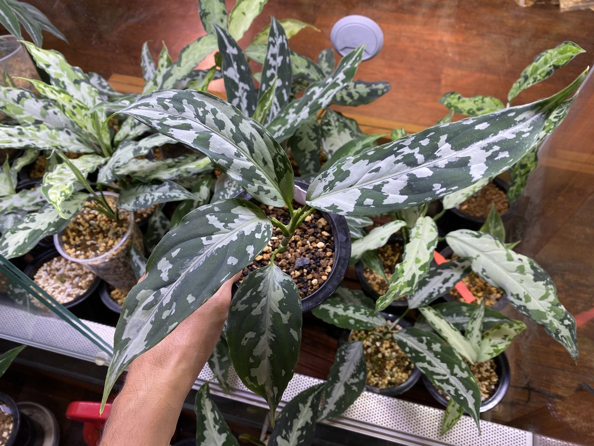 アグラオネマ ご注文分 LA便】アグラオネマ Aglaonema pictum tricolor【LA1118-05b