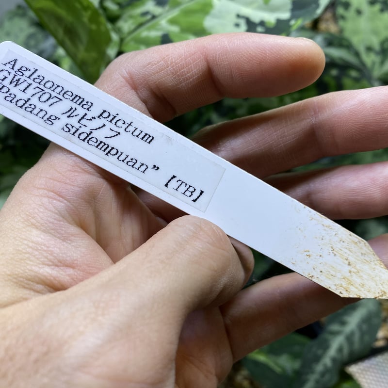 Aglaonema pictum GW1707 'ルビノフ' Padang, Sidempua