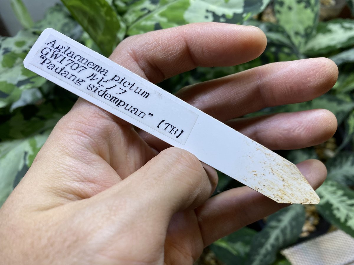 Aglaonema pictum GW1707 'ルビノフ' Padang, Sidempua