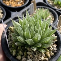 Haworthia bolusii v. pringlei MBB6556 W of Rippon,