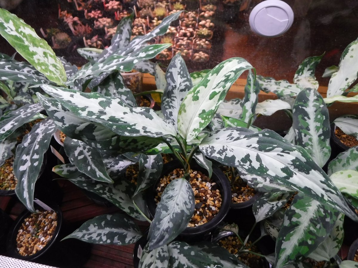 その他観葉植物 aglaonema pictum argentum Aglaonema pictum argentum “しるば〜らいん” Aceh, Sumat