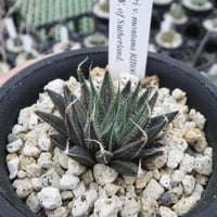 Haworthia nortieri v. montana RIB0012