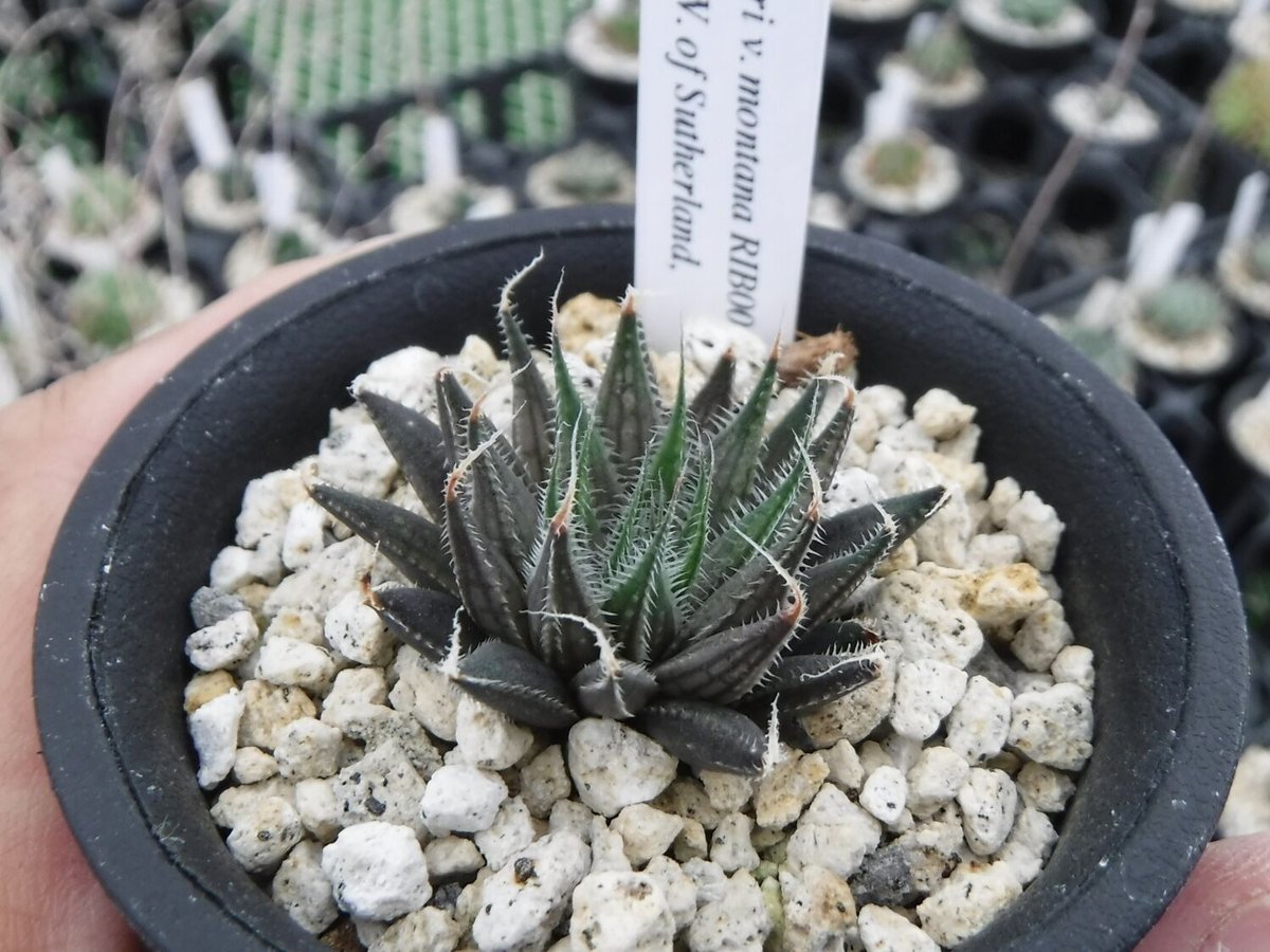 Haworthia nortieri v. montana RIB0012