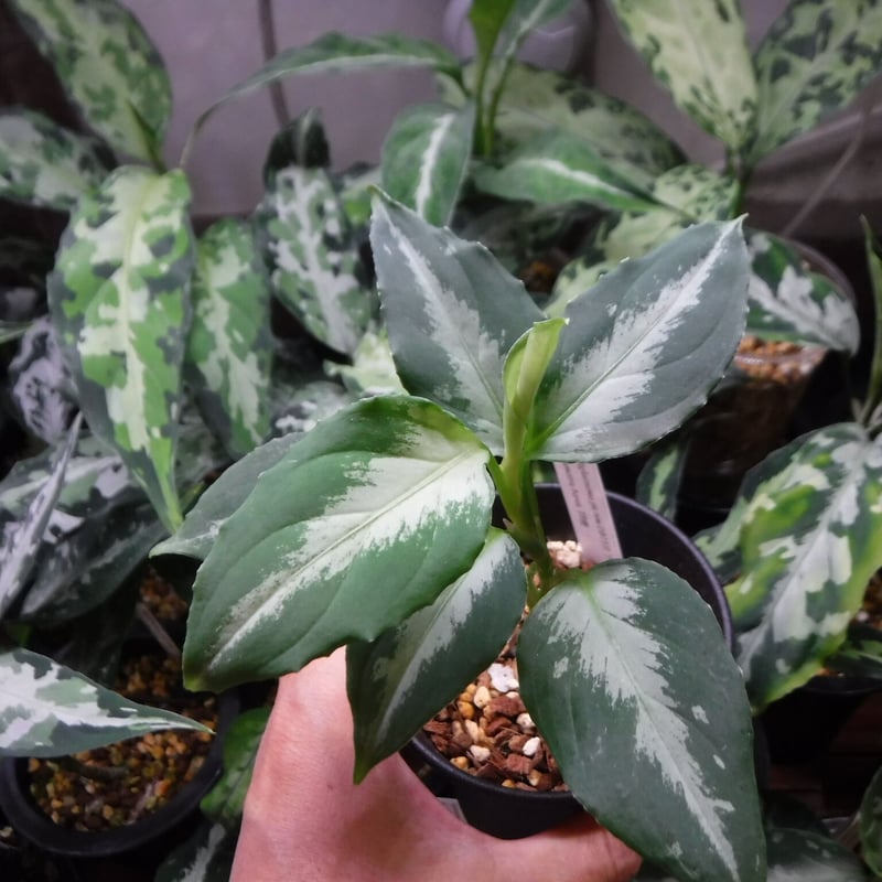 アグラオネマ　フロスティ Aglaonema pictum DB1311 'フロスティ' Sumatera barat,