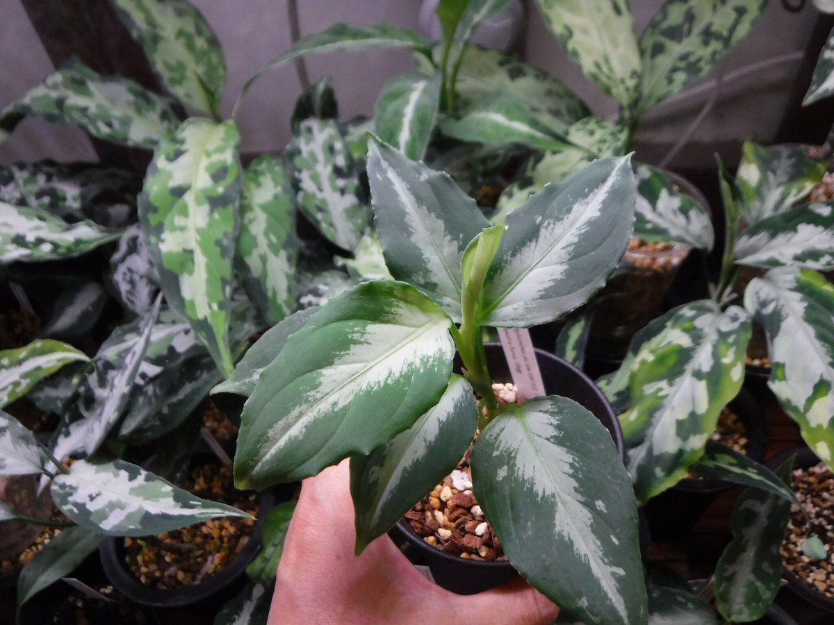 アグラオネマ フロスティ TB便 【公式通販】