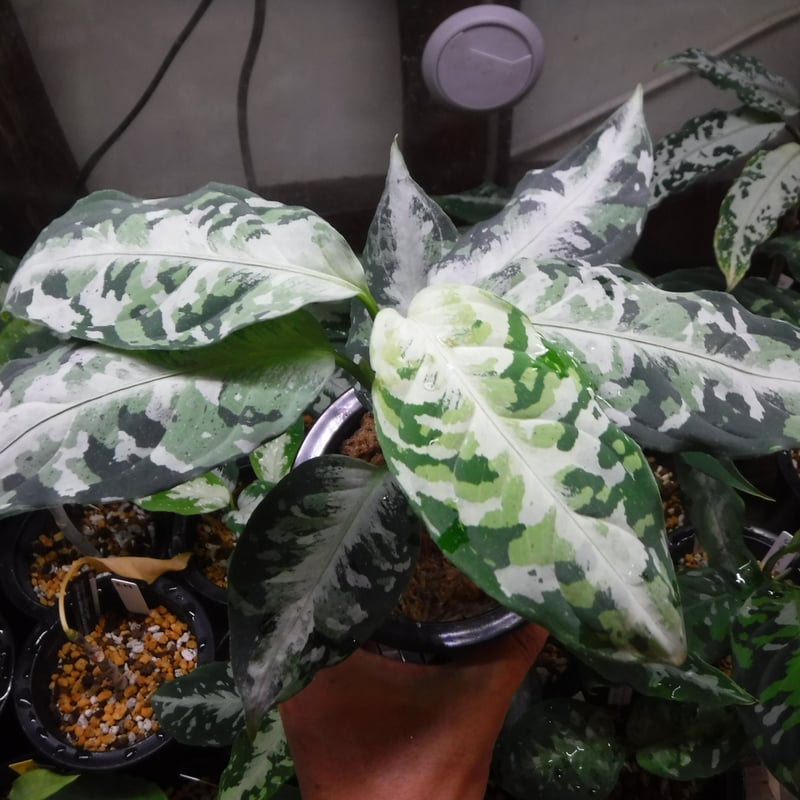 Aglaonema pictum tricolor '柳緑花紅' | Green Note