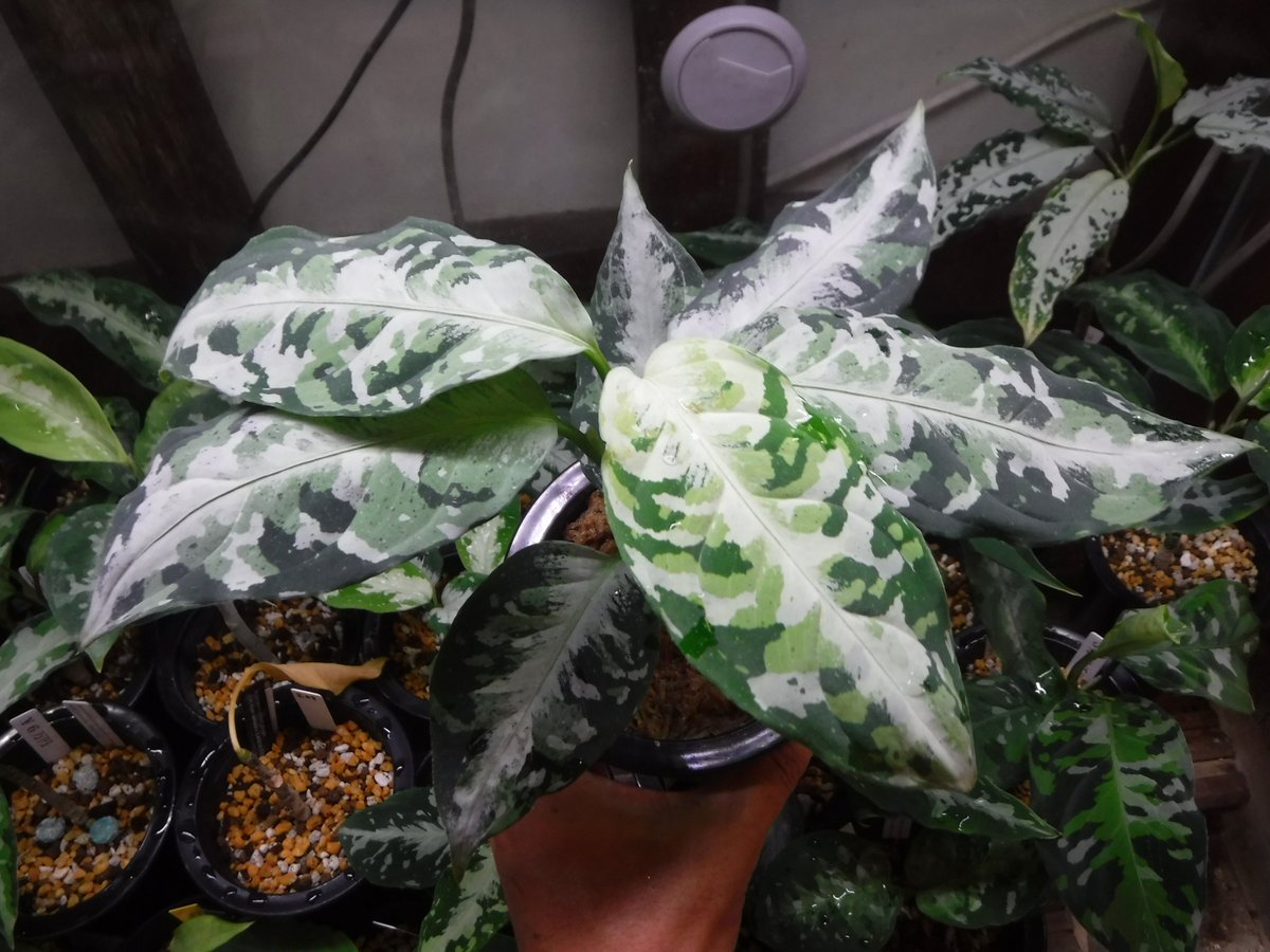 Aglaonema pictum tricolor \