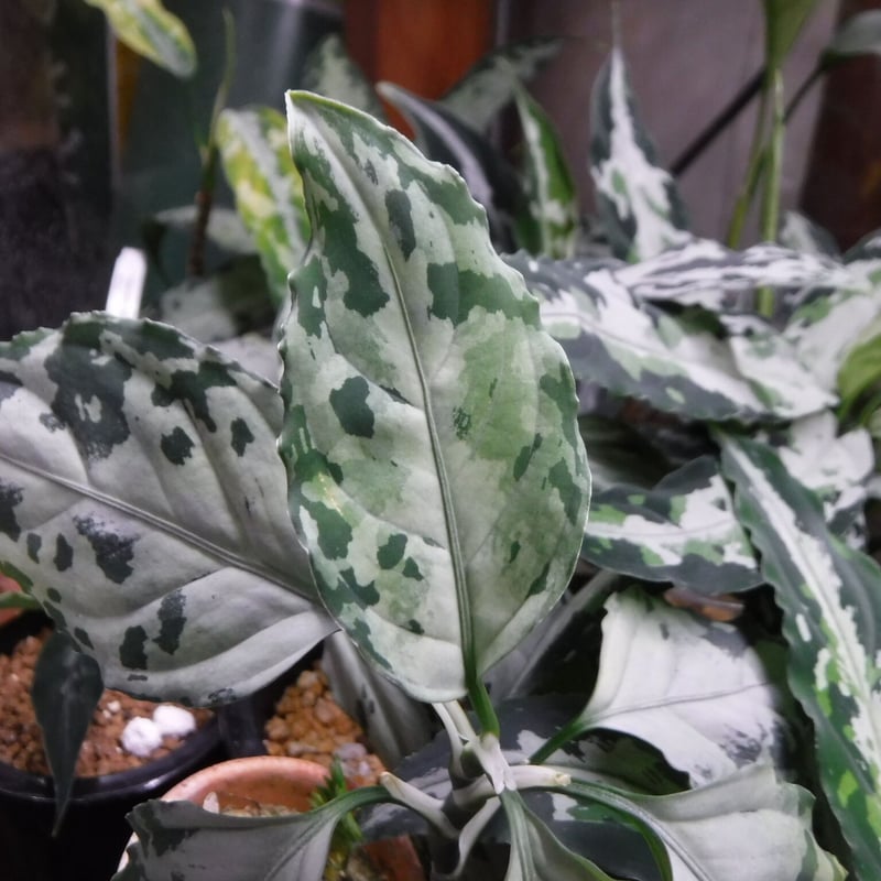 Aglaonema pictum Riau, Sumatera, LA1119-03 | Gr