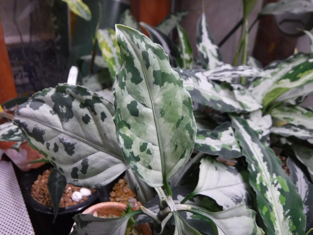 Aglaonema pictum Riau, Sumatera, LA1119-03 | Gr