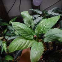 Aglaonema pictum DB1311 'フロスティ' Sumatera barat,