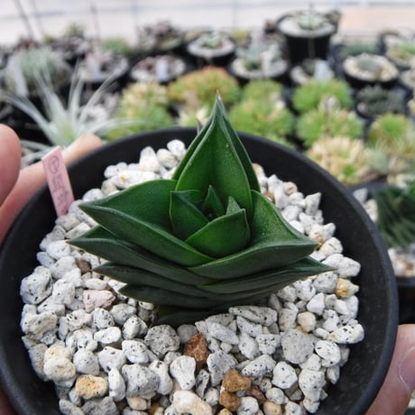 Haworthiopsis viscosa ‘超大型ビスコーサ’ (Y Selected)