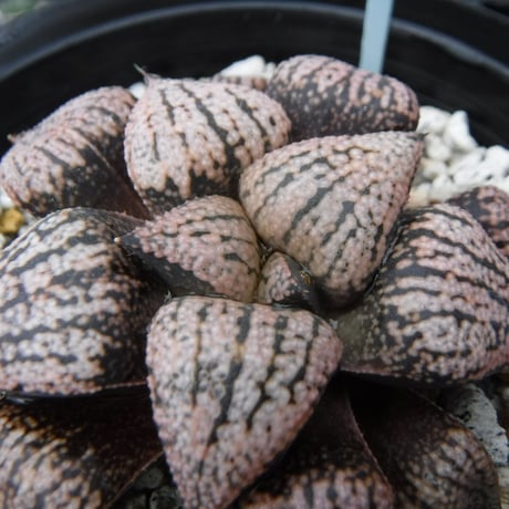 Haworthia picta ‘関西小型モザイクピクタ’ 15S(Selected)