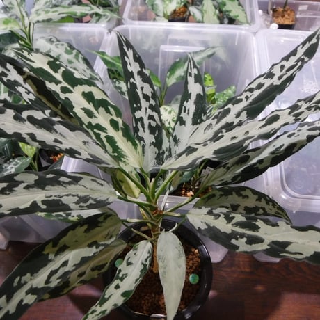 Aglaonema pictum A ‘氷肌玉骨’