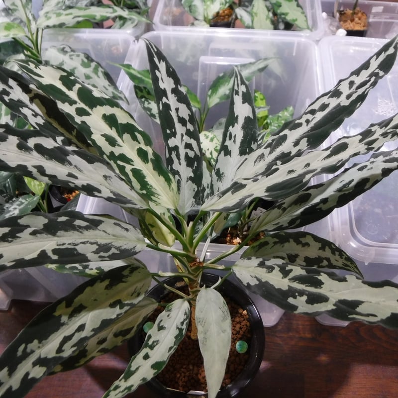 Aglaonema pictum A '氷肌玉骨' | Green Note