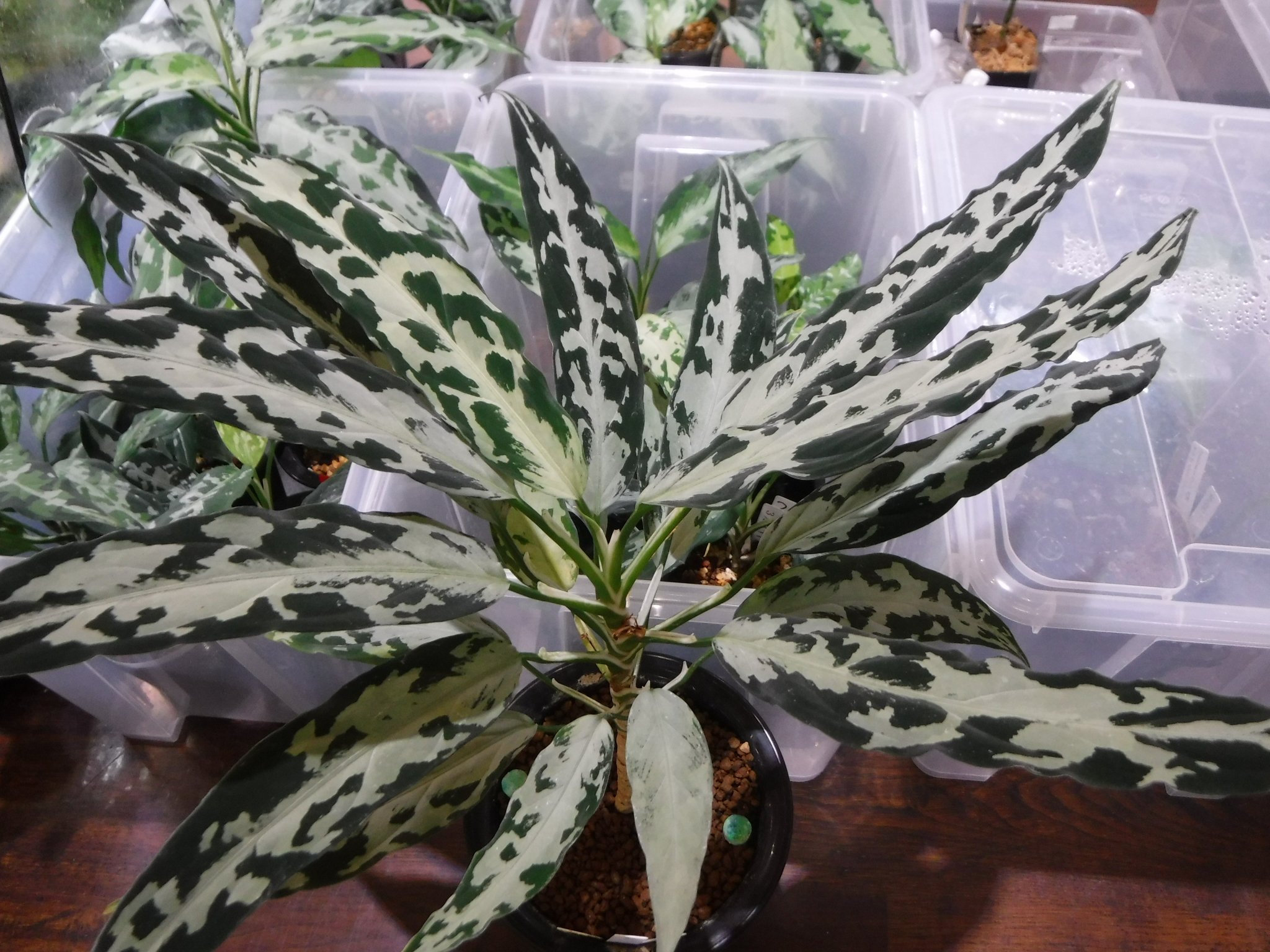 Aglaonema pictum A “氷肌玉骨” 【LA0816-03j】 original