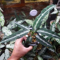 Aglaonema pictum DB1311 'フロスティ' Sumatera barat,