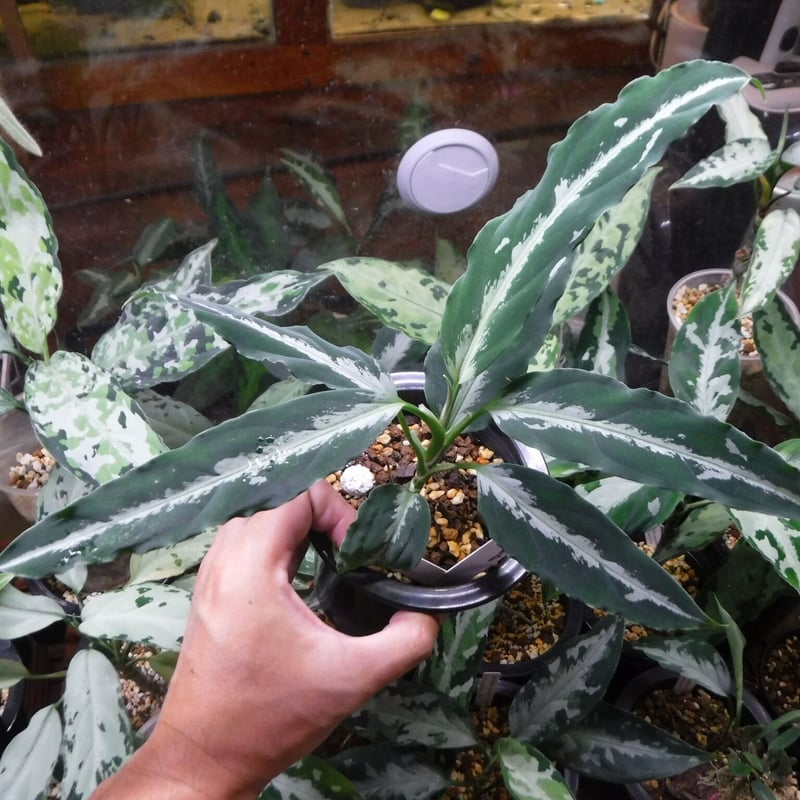 Aglaonema pictum argentum Aceh, Sumatera, LA011