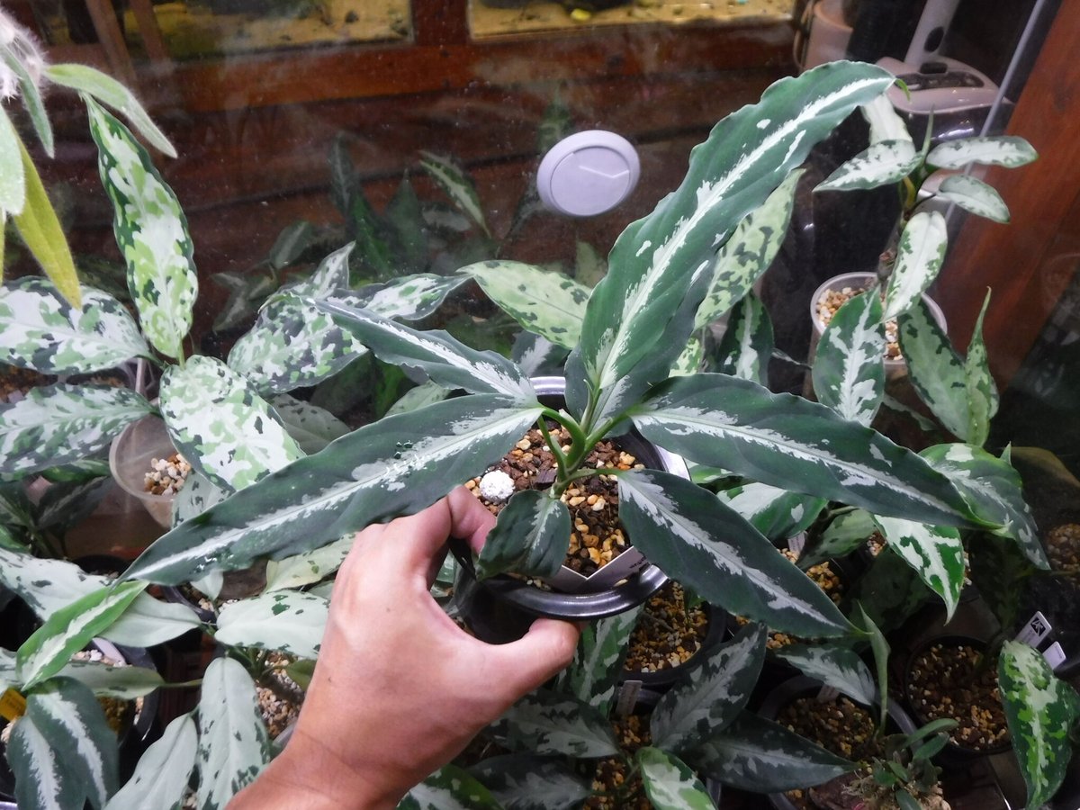 正規タグ付 Aglaonema pictum 【AZ0420-2】アグラオネマ Aglaonema pictum 