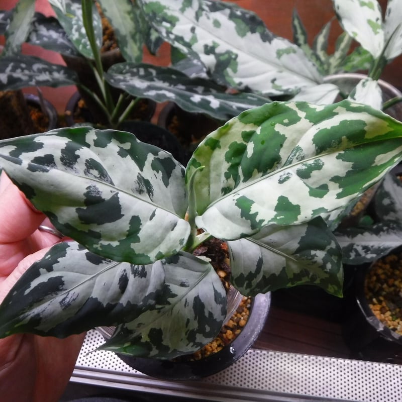 Aglaonema pictum argentum Pulau Pini, LA0815-z-