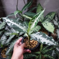 Aglaonema pictum tricolor '柳緑花紅' | Green Note