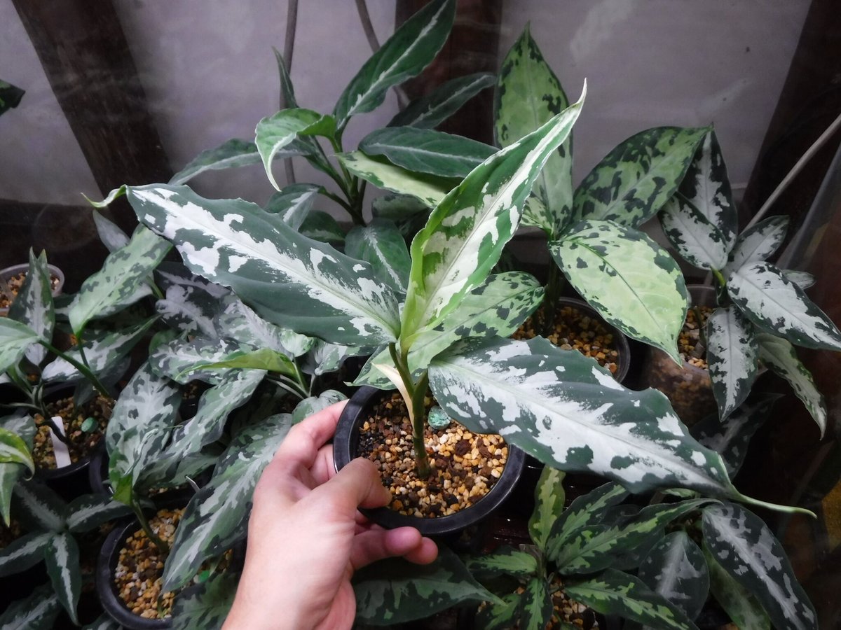 アグラオネマ 白蛇系 Aglaonema pictum argentum '白蛇もどき' (H Selected)