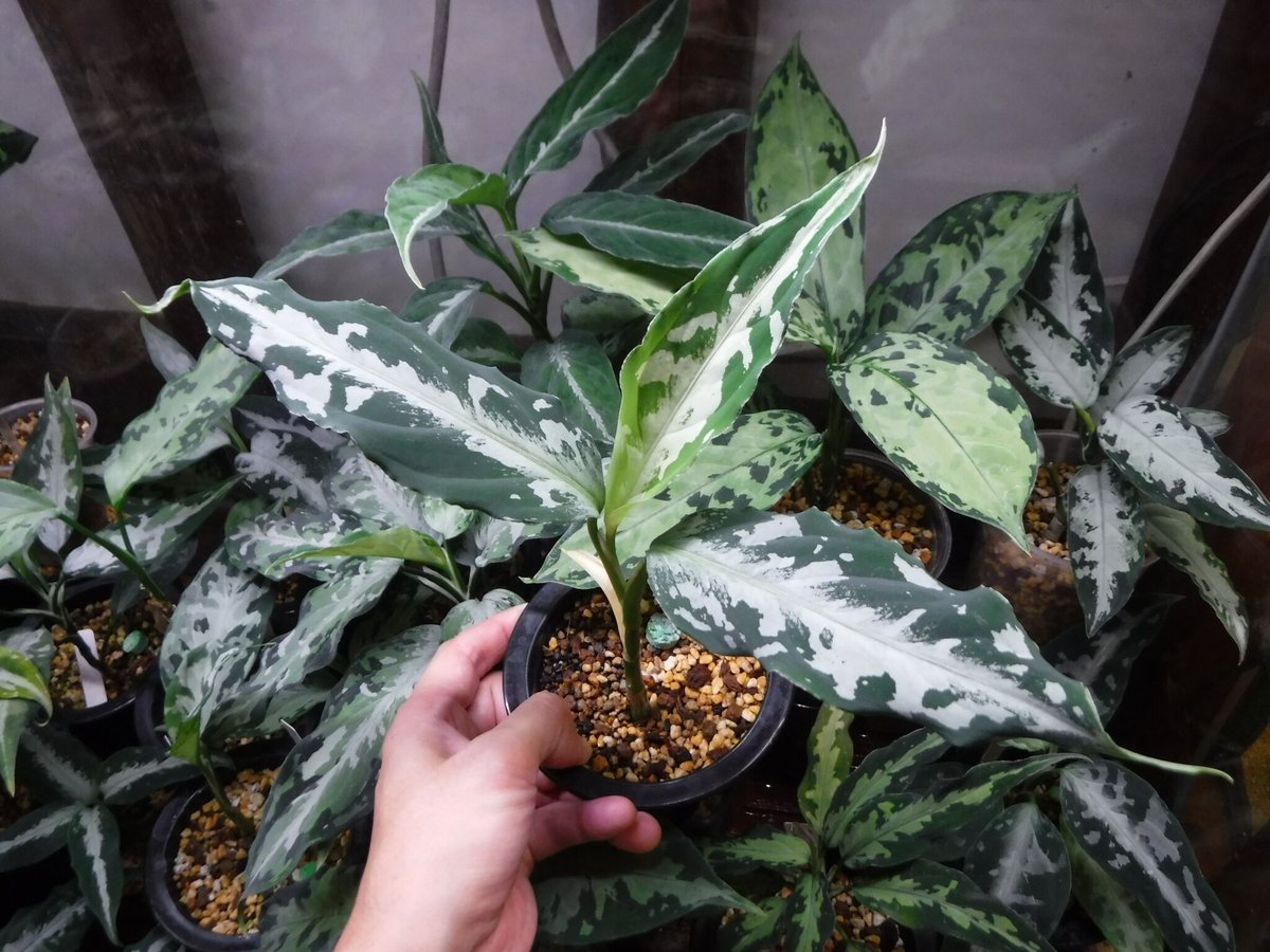 Aglaonema pictum argentum '白蛇系' (H Selected) | ...