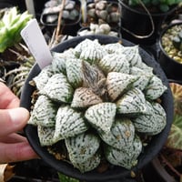 Haworthia picta 関西小型モザイクピクタ