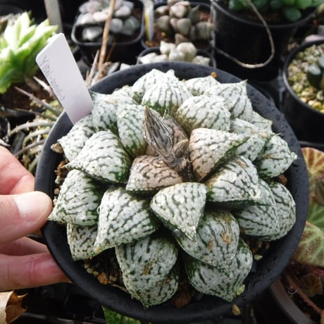 CATEGORY ハオルチア | Green Note