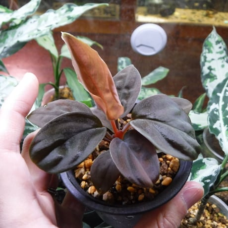 CATEGORY ホマロメナ | Green Note