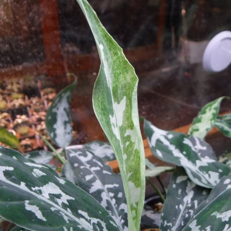 Aglaonema pictum A “朧錦” Aceh, Sumatera, LA0616-5i