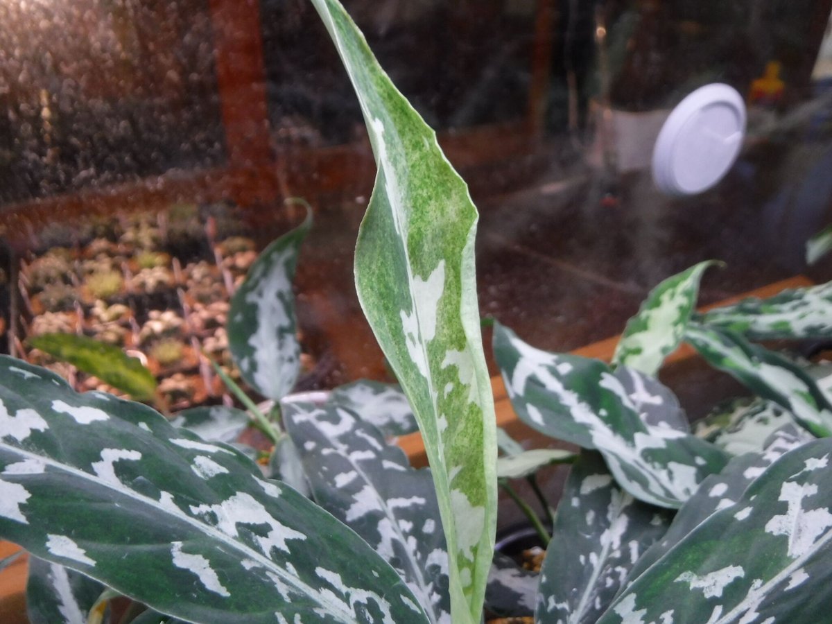Aglaonema pictum A “朧錦” Aceh, Sumatera, LA0616-