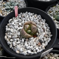 Haworthia picta ’Bitches brew’ 02S-1 Monstrosa