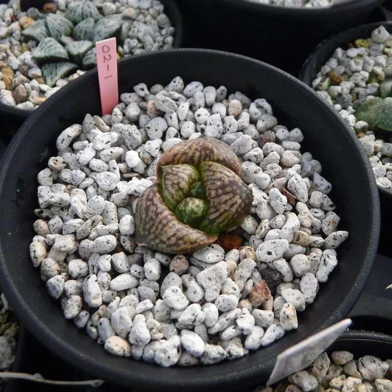 Haworthia picta 'Bitches brew' 02S-1 Monstrosa