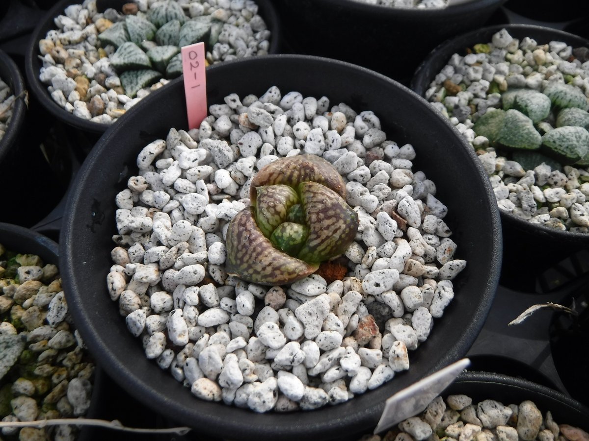 ハオルチア ピクタ モンスト 深海の女王 ハオルチア 深海の女王