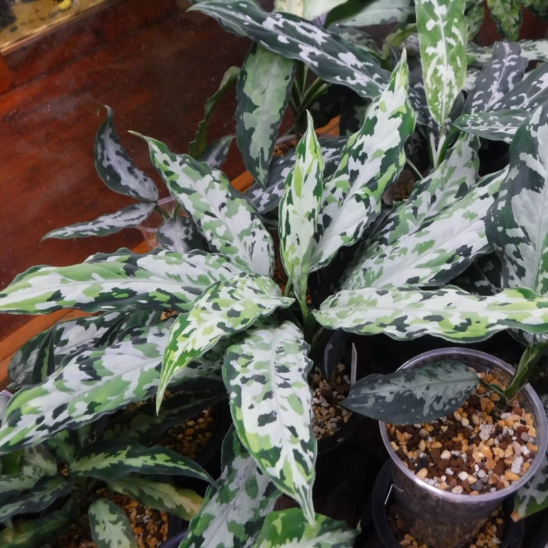 Aglaonema pictum tricolor 観葉植物 Aglaonema pictum tricolor 新しい葉ほど模様がはっきり出てき