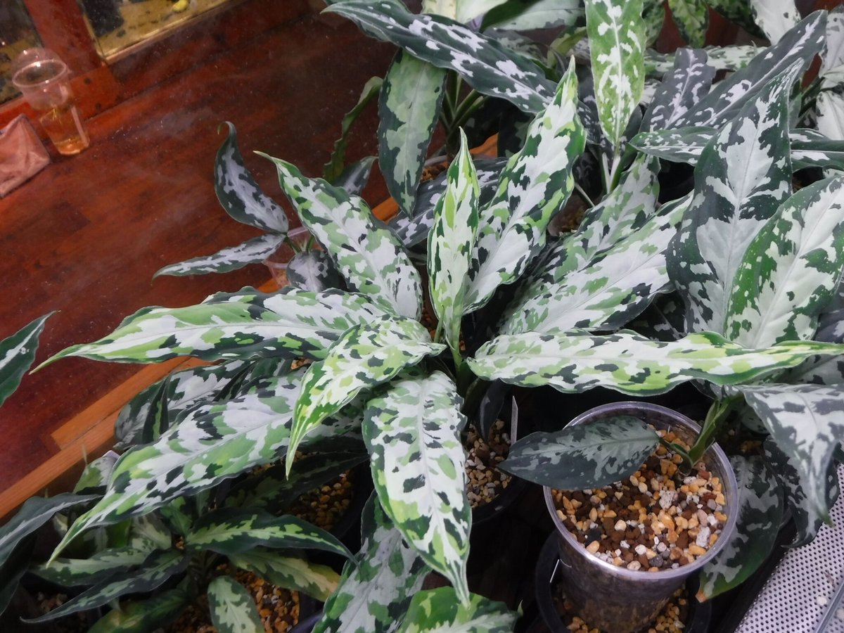 Aglaonema pictum tricolor ‘Proto Aceh’ Aglaonema pictum tricolor Aceh, Sumatera, LA081