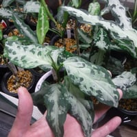 Aglaonema pictum A “白鯨” Aceh, Sumatera, LA0216-