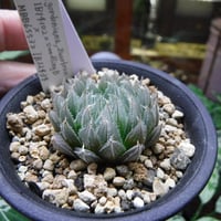 Haworthia gordoniana