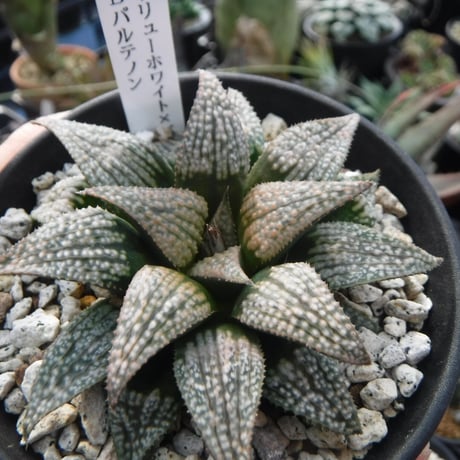 Haworthia hyb. パルテノンB
