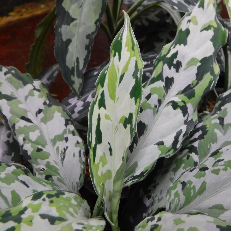 Aglaonema pictum tricolor Aceh, Sumatera, LA081