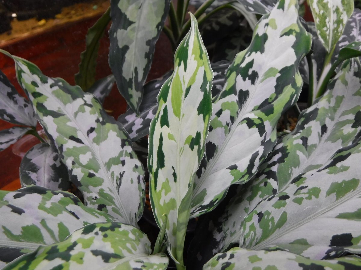 fit=scale-down,w=1200