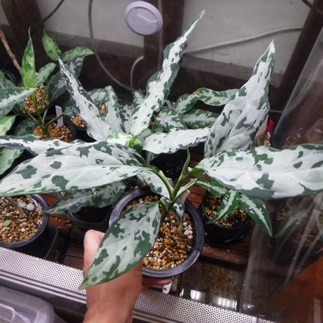 CATEGORY アグラオネマ | Green Note