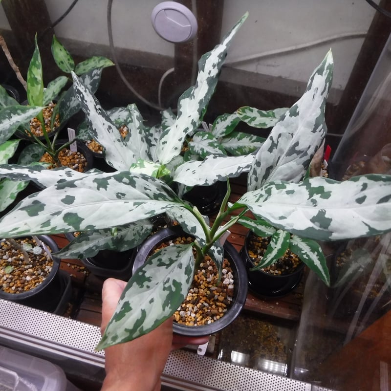 アグラオネマ ピクタム 白鯨 Aglaonema pictum A “白鯨” Aceh, Sumatera, LA0216-