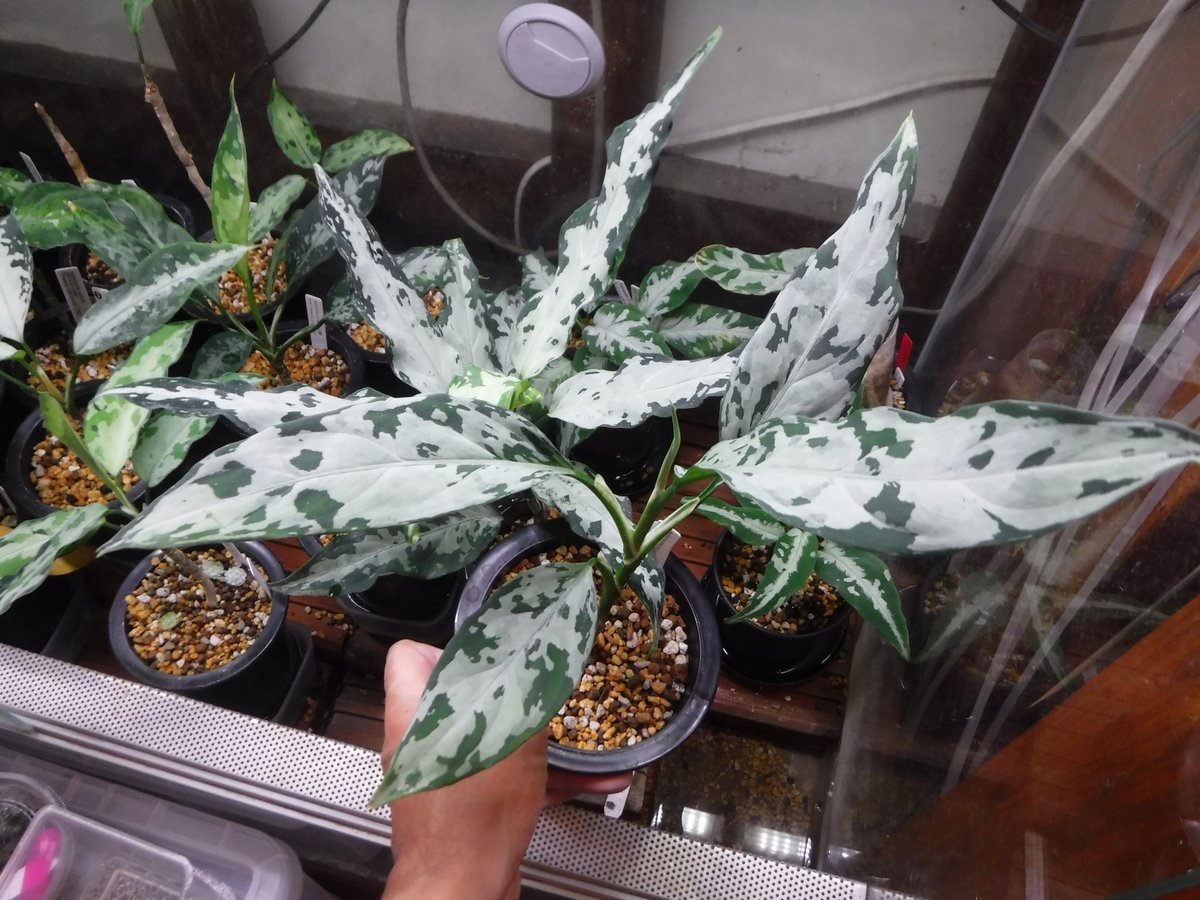 Aglaonema pictum A “白鯨” Aceh, Sumatera, LA0216-